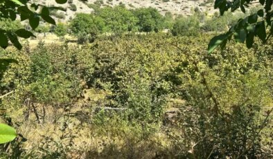 Erzincan’da ilk kez yetiştirdi,1 ton ürün bekliyor!