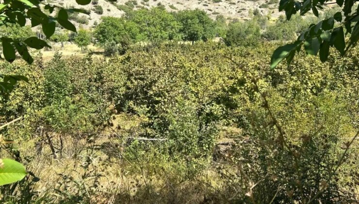 Erzincan’da ilk kez yetiştirdi,1 ton ürün bekliyor!