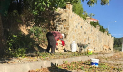 Erzincan’da zorlu hasat başladı: Kilosu 200 TL’den satılıyor…