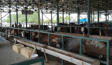 Eskişehir’de ‘şap’ alarmı… Hayvan pazarı kapatıldı!