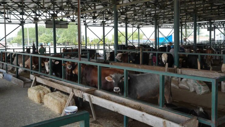 Eskişehir’de ‘şap’ alarmı… Hayvan pazarı kapatıldı!