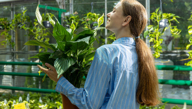 Evdeki hijyen destekçileri: Nemi ve havayı temizleyen 5 bitki