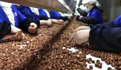 Fındık ihracatında Trabzon lider: 455 milyon dolar