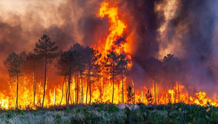 Fransa’da 30 bin hektar ormanlık alan yok oldu