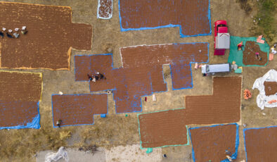 Giresun’un fındıkları Şebinkarahisar’da kurutuluyor