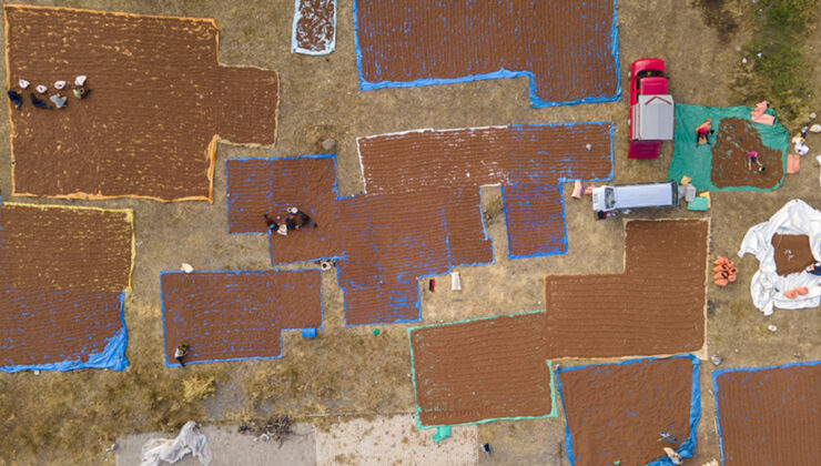 Giresun’un fındıkları Şebinkarahisar’da kurutuluyor