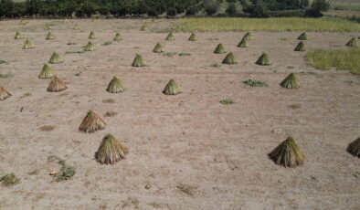 Gökova Körfezi’nin kıyılarında yetişiyor, aromasını “Deli Memet” rüzgarından alıyor!