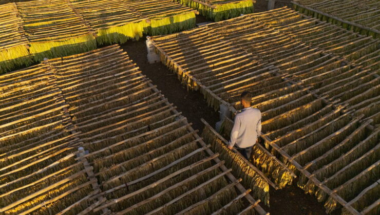 Gurs Vadisi’nde  hasat başladı: Yöre halkının geçim kaynağı