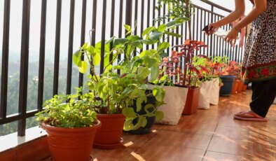 Güz mevsiminde evinizi bahçeye çevirin: Sonbaharda balkonunuzda yetiştirebileceğiniz meyve ve sebzeler