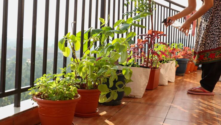 Güz mevsiminde evinizi bahçeye çevirin: Sonbaharda balkonunuzda yetiştirebileceğiniz meyve ve sebzeler