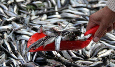 Hamsi Trabzon’da tezgaha düştü! Mezgit ve istavritle aynı fiyata satılıyor…