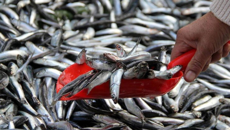 Hamsi Trabzon’da tezgaha düştü! Mezgit ve istavritle aynı fiyata satılıyor…