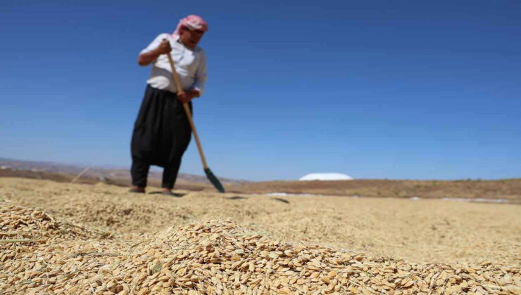 Hasadı günlerdir devam ediyor: Bin dönümde 6 milyon lira maliyet ile yetişiyor!
