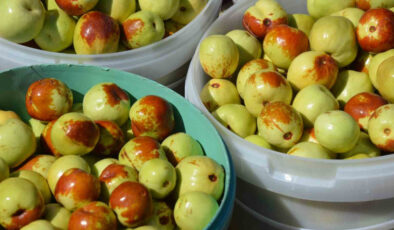 Hasat başladı: Nam-ı diğer ölümsüzlük meyvesi! Yiyen kötü gün görmüyor…