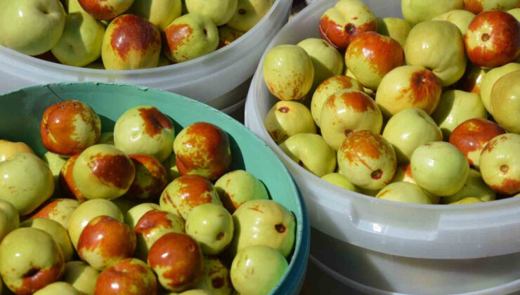 Hasat başladı: Nam-ı diğer ölümsüzlük meyvesi! Yiyen kötü gün görmüyor…