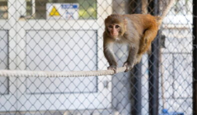 Hatay’da kötü muameleden kurtarılan maymun, Mersin Büyükşehir Belediyesi’nin koruması altında