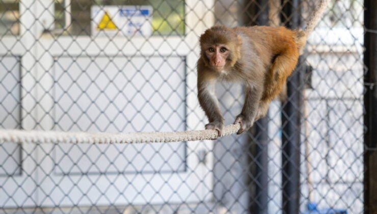 Hatay’da kötü muameleden kurtarılan maymun, Mersin Büyükşehir Belediyesi’nin koruması altında
