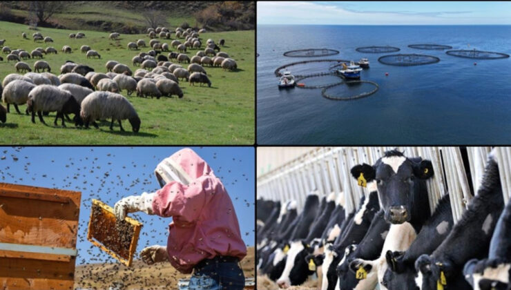 Hayvancılıkla ilgili destekleme miktarlarında artışa gidildi