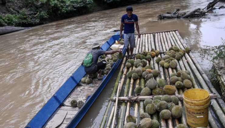 Her yerde bulunmuyorlar: Sadece belirli bölgelerde yetişen 6 meyve