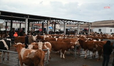 Iğdır’da şap alarmı: Hayvan pazarı 1 ay süreyle kapatıldı