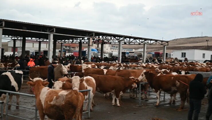 Iğdır’da şap alarmı: Hayvan pazarı 1 ay süreyle kapatıldı