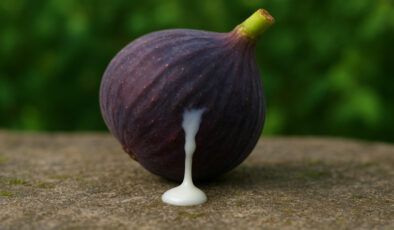 İncir sütünü 7 gün sürün, cildinizdeki farkı görün…