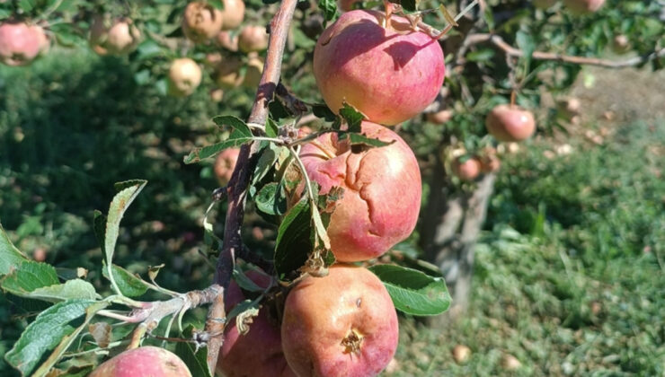 Isparta’da dolu yağışı çiftçiyi 100 milyon lira zarara uğrattı