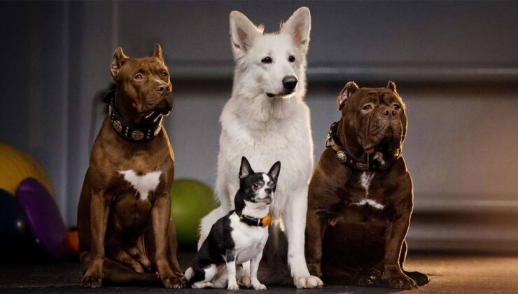 İtalya’da turist köpeklere günlük vergi uygulanacak