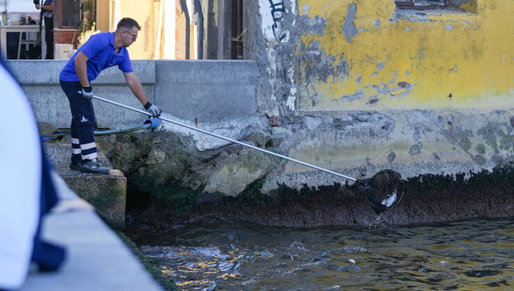 İzmir Körfezi’nde ölü balıklar iskelelere vurdu!