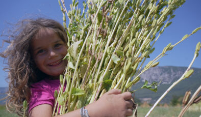 Japonların suşi susamı Muğla Gökova’dan