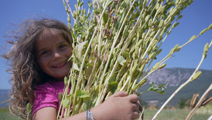 Japonların suşi susamı Muğla Gökova’dan