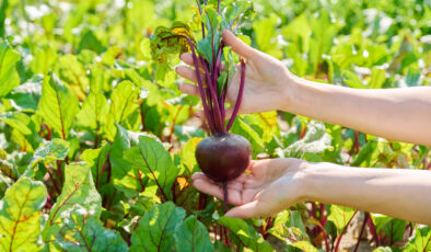Kalbi destekliyor, beyni iyileştiriyor: Kırmızı pancarın mucizevi etkileri