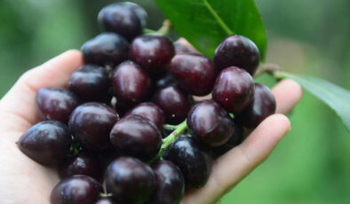 Karadeniz’in hem faydalı hem de tehlikeli meyvesi: Karayemiş