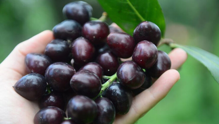 Karadeniz’in hem faydalı hem de tehlikeli meyvesi: Karayemiş
