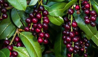 Karayemiş olarak biliniyor, kış hastalıklarına kalkan oluyor: Karadeniz’in mucize bitkisi taflan ve faydaları