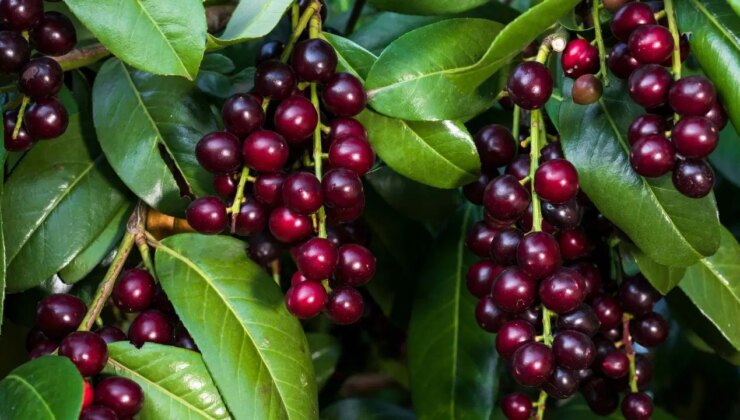 Karayemiş olarak biliniyor, kış hastalıklarına kalkan oluyor: Karadeniz’in mucize bitkisi taflan ve faydaları