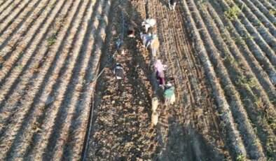 Kayseri’de hasat başladı! Katar, BAE ve Suudi Arabistan yoğun ilgi gösteriyor