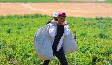 Kentin dört bir yanında hasat başladı: Geleneksel yöntemlerle toplanıyor…