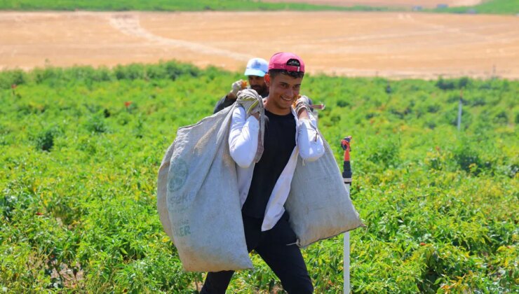 Kentin dört bir yanında hasat başladı: Geleneksel yöntemlerle toplanıyor…
