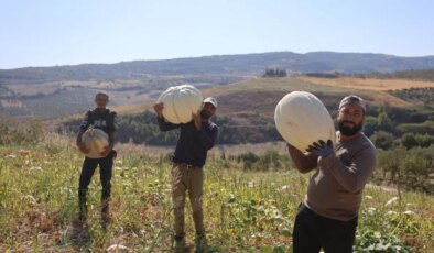 Kilolarca ağırlığa ulaştı! Hasadı başladı: Kilosu 10 TL!