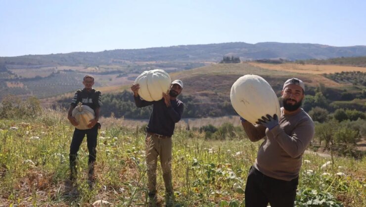 Kilolarca ağırlığa ulaştı! Hasadı başladı: Kilosu 10 TL!