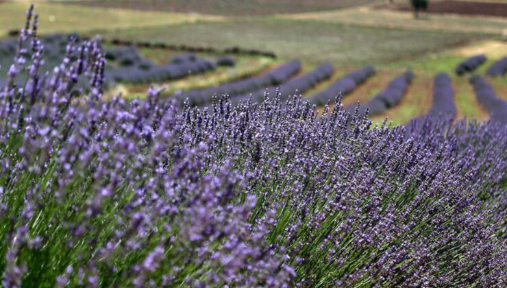 Kimyasallara elveda: Böcekleri evden uzaklaştıran 5 bitki