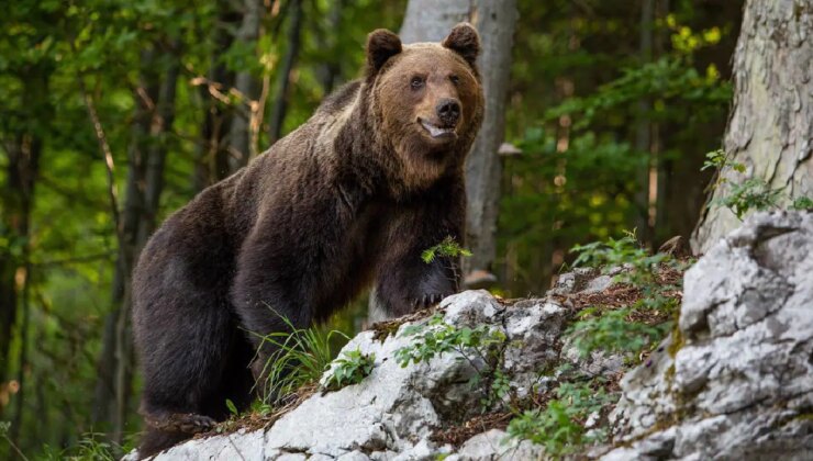 Köye inen ayıyı el fenerleriyle kovaladılar!