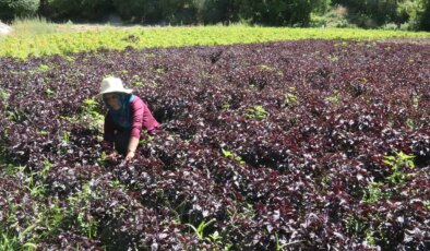 Kozluk Çayı Vadisi’nde hasat başladı:  1500 çiftçi tarafından üretiliyor!