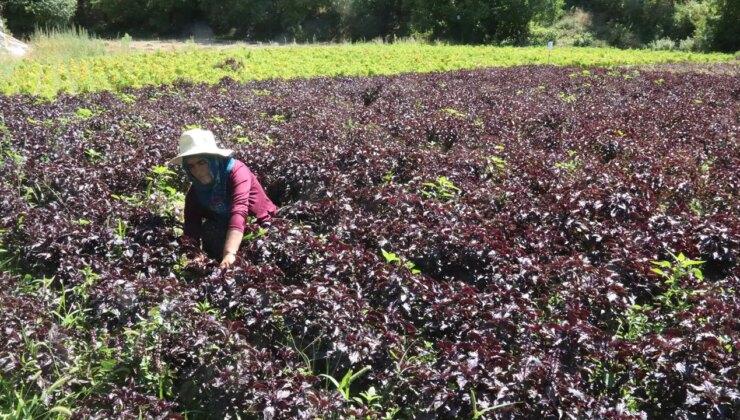 Kozluk Çayı Vadisi’nde hasat başladı:  1500 çiftçi tarafından üretiliyor!