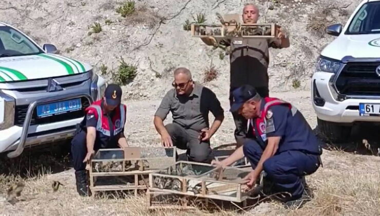 Kütahya’de ele geçirilen 142 saka kuşu doğaya salındı