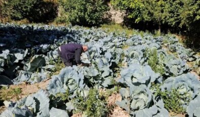 Malatya’da hasat başladı: İstanbul, Ankara, Adana’ya gönderiliyor