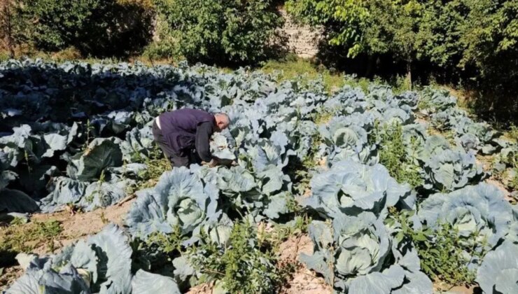 Malatya’da hasat başladı: İstanbul, Ankara, Adana’ya gönderiliyor