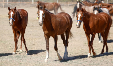 Malatya’da safkan Arap taylarının satışından 210 milyon lira gelir