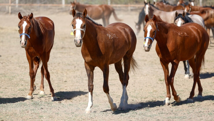 Malatya’da safkan Arap taylarının satışından 210 milyon lira gelir